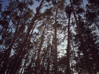 Pine trees view from below into the sky