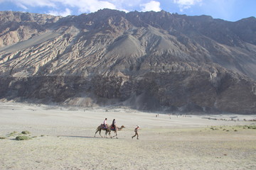 Hunder Sand Dunes Nubra Valley