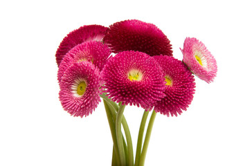 Beautiful daisy flowers isolated © ksena32