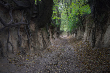 Ściana korzeni © Tomek Kiecana