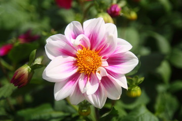 beautiful white purple flower have yellow petal at centre