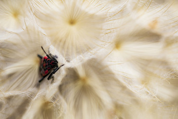 Insect hiding inside dandelion
