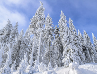Winter view in the forest. Christmas trees in the snow.