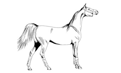 race horse without a harness drawn in ink by hand on white background in full length