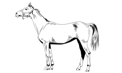 race horse without a harness drawn in ink by hand on white background in full length