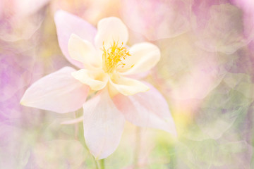Delicate abstract flower with a texture. A flower in a warm pink tonality. Soft selective focus. Stylish background.
