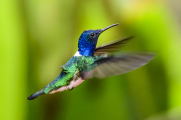 Obraz premium Female Ruby-throated Hummingbird (archilochus colubris) in flight with a green background