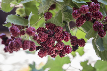 ripe and unripe blackberries on the bush