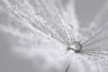 A silver drop on the dandelion seed. Abstract macro. Can be used for Christmas background.
