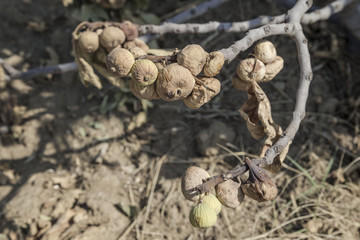 dried and overripe fig fruits on tree at garden