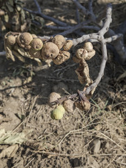 dried and overripe fig fruits on tree at garden