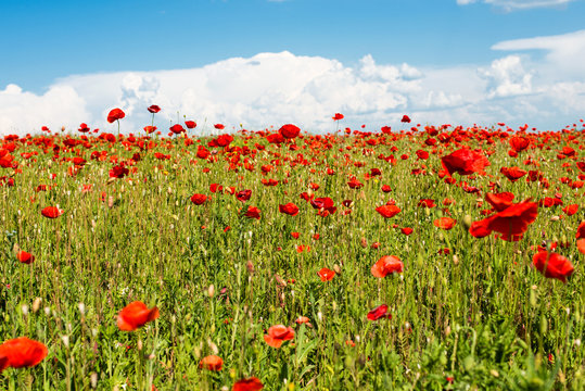 field with blooming poppies © ksena32