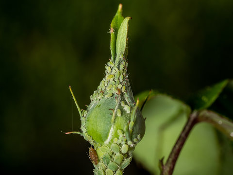 rose bud aphid