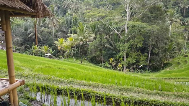 Tegallalang Rice Terraces in Ubud, Bali