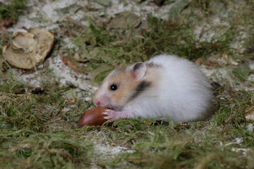 Goldhamster Jungtier mit Haselnuss