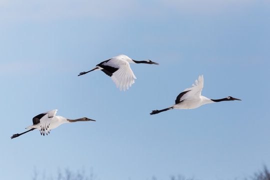 Mandschurenkraniche auf Hokkaido, Japan