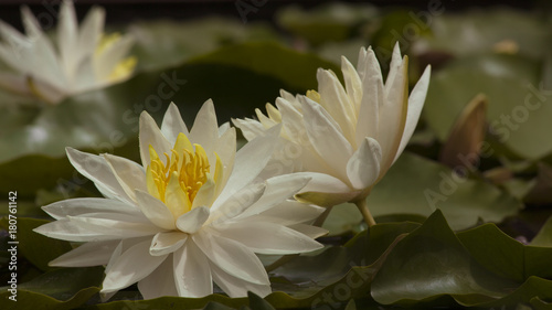 Lotus Fleur Nénuphar Stock Photo And Royalty Free Images On