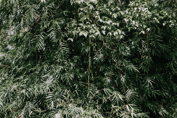 Fresh green leaves plant texture nature background