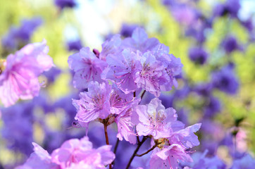 Rhododendron dauricum. Rhododendron branch. Gentle pink rhododendron blossoms in the garden. Beautiful asian spring flower.