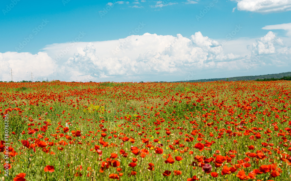 Sticker field with blooming poppies