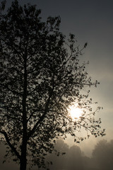 Fototapeta na wymiar Tree silhouettes in the foggy morning sunlight