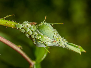 aphids cover rose bud