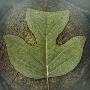 Big leaf on tree stump