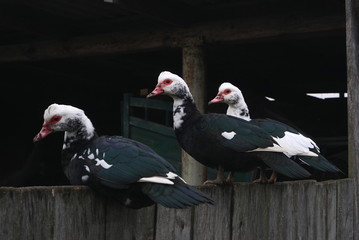 indo ducks on the old fence