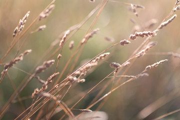 Meadow grass in back light of setting sun, rural scene