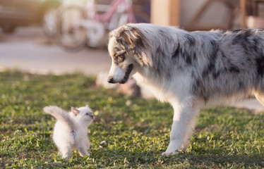 Cute kitten and dog