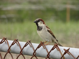Male House Sparrow, Passer domesticus, sitting on top of a rusty chainlink fence.