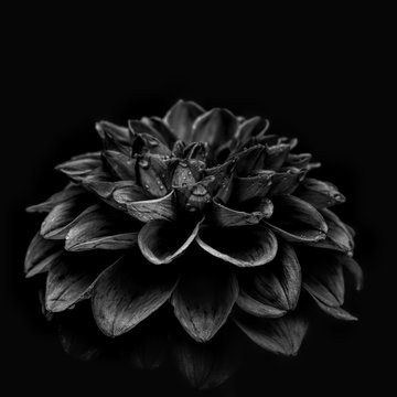 Dahlia against plain background, black and white