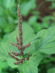 pink red roses in house garden - Gartenrosen im Hausgarten
