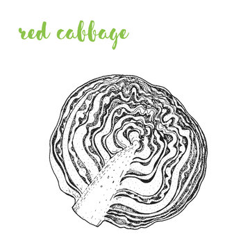 Red cabbage vector illustration. Engraved image. Sketch food illustration. Vegetable hand drawn.