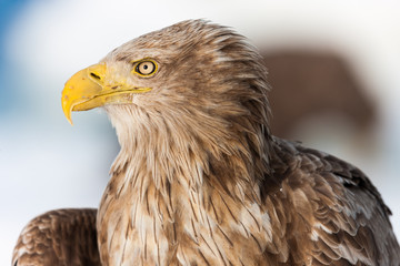 Fototapeta premium Seeadler in Rausu, Hokkaido, Japan