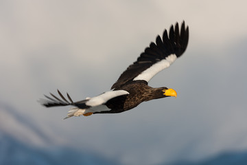 Seeadler in Rausu, Hokkaido, Japan