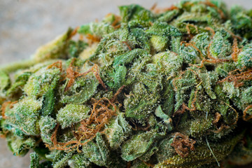 Macro photos of marijuana harvest cones with leaves covered with trichomes. The cannabis plant clse...