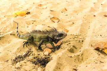Iguana on white sand beach in Caribbean