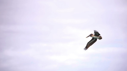 A Brown Pelican just after it takes off with its feet hanging down and wings above its head