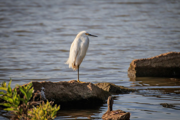 A lone Snowy Egret (Egretta thula) on the shore of a lake.