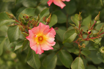 gelb, rosa rose mit gr&uuml;nen knospen