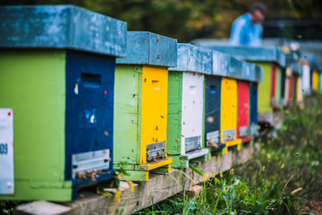 Wooden coloured beehives
