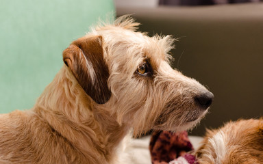 Portret brązowego psa teriera siedzącego na kanapie w domu. 