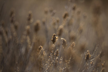 Sunbeam on wildflowers in meadow