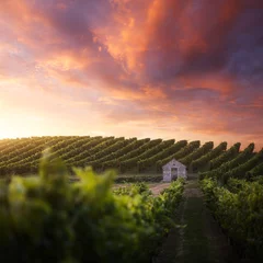 Fotobehang Franse wijngaard © Beboy