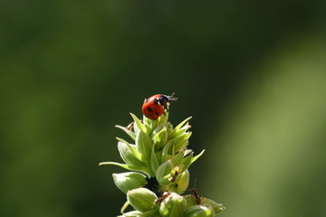 marienkäfer