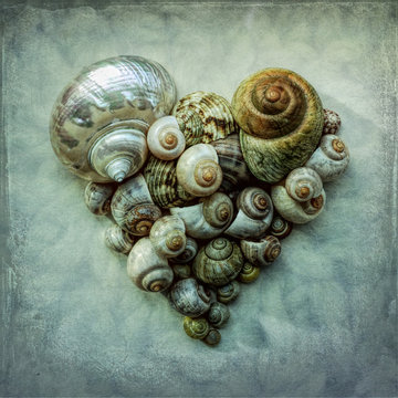 Gastropod shells arranged in heart shaped