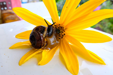 snail sitting on a flower