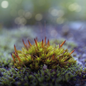 Moss, close-up