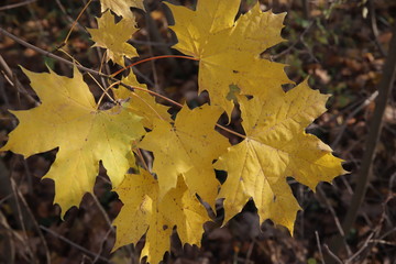autumn leaves